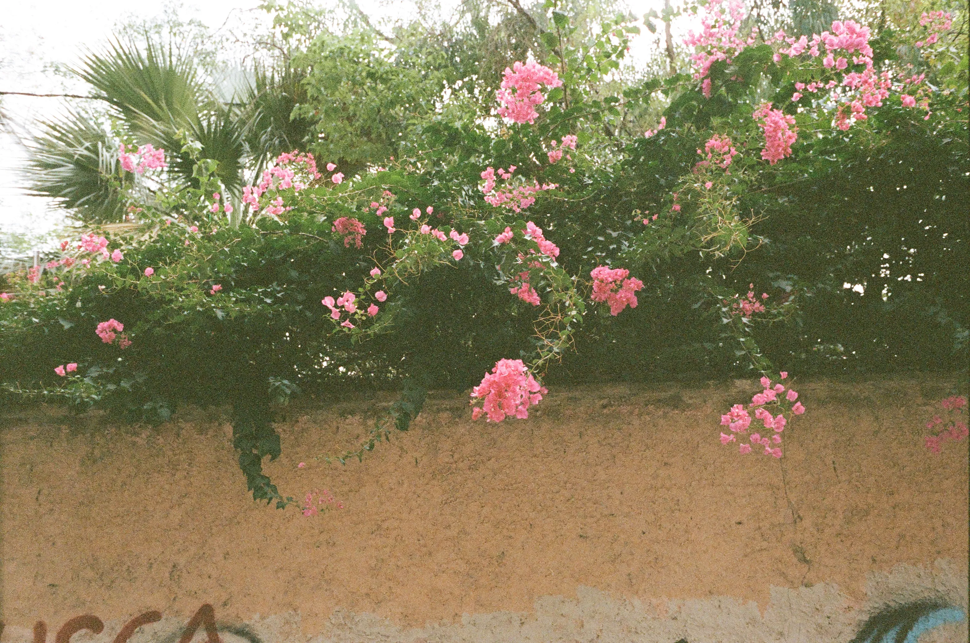 Film photograph from Spain, titled "valencia flowers".