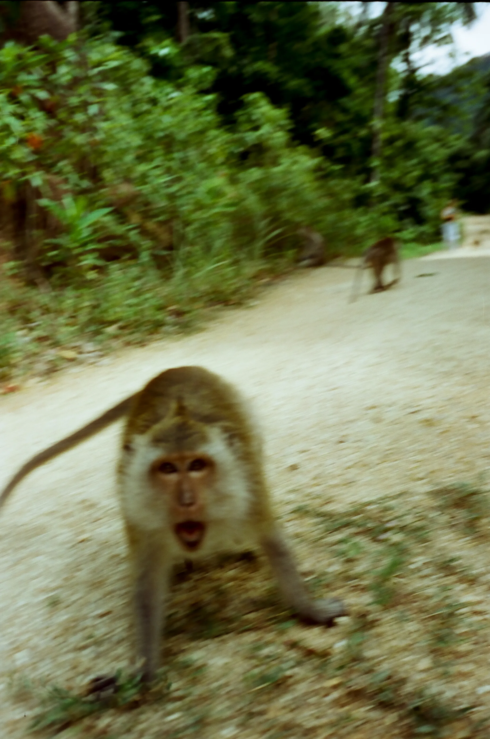 Film photograph from Thailand, titled "monkey cyberpunk100d".