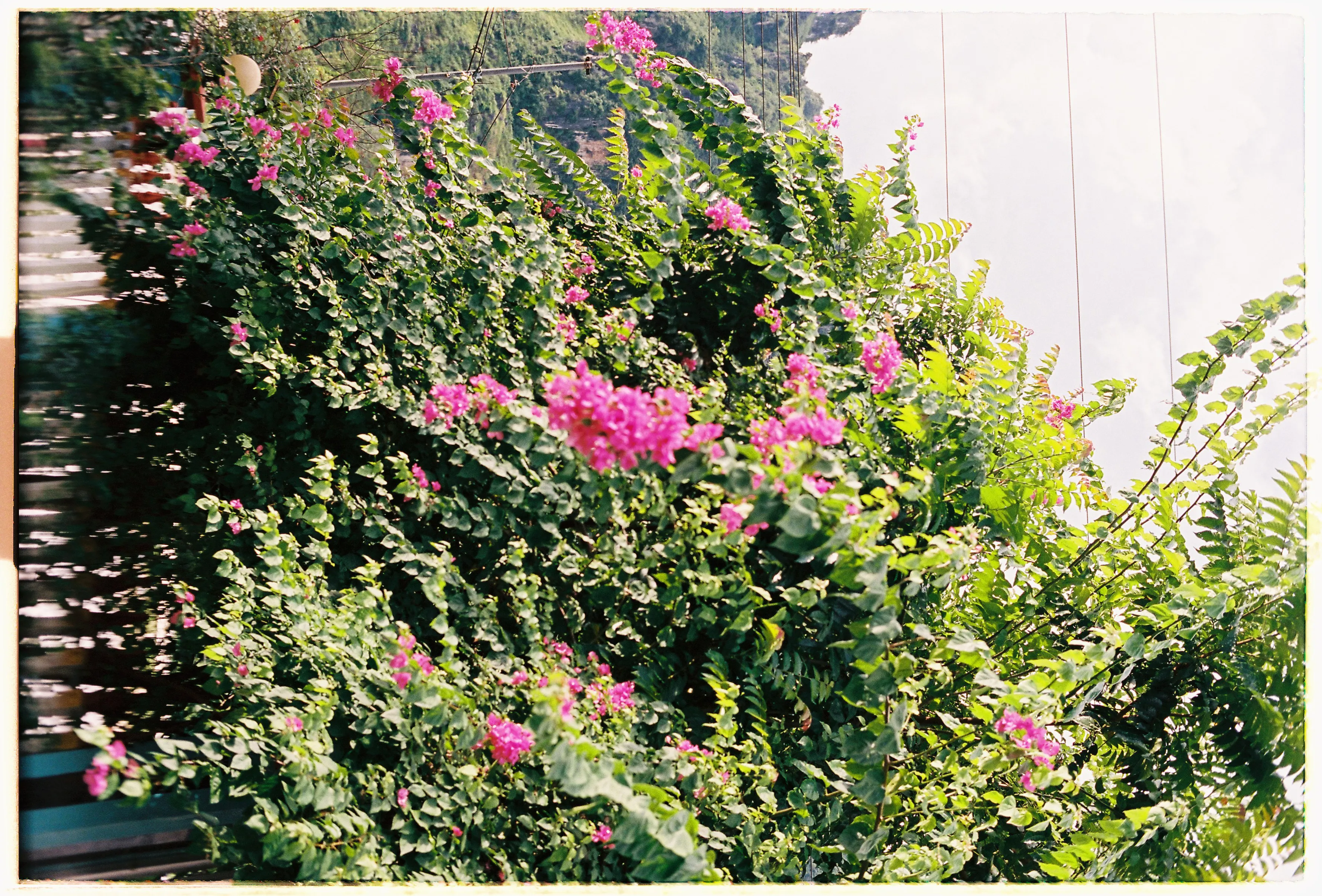Film photograph from Vietnam, titled "ha giang flowers".