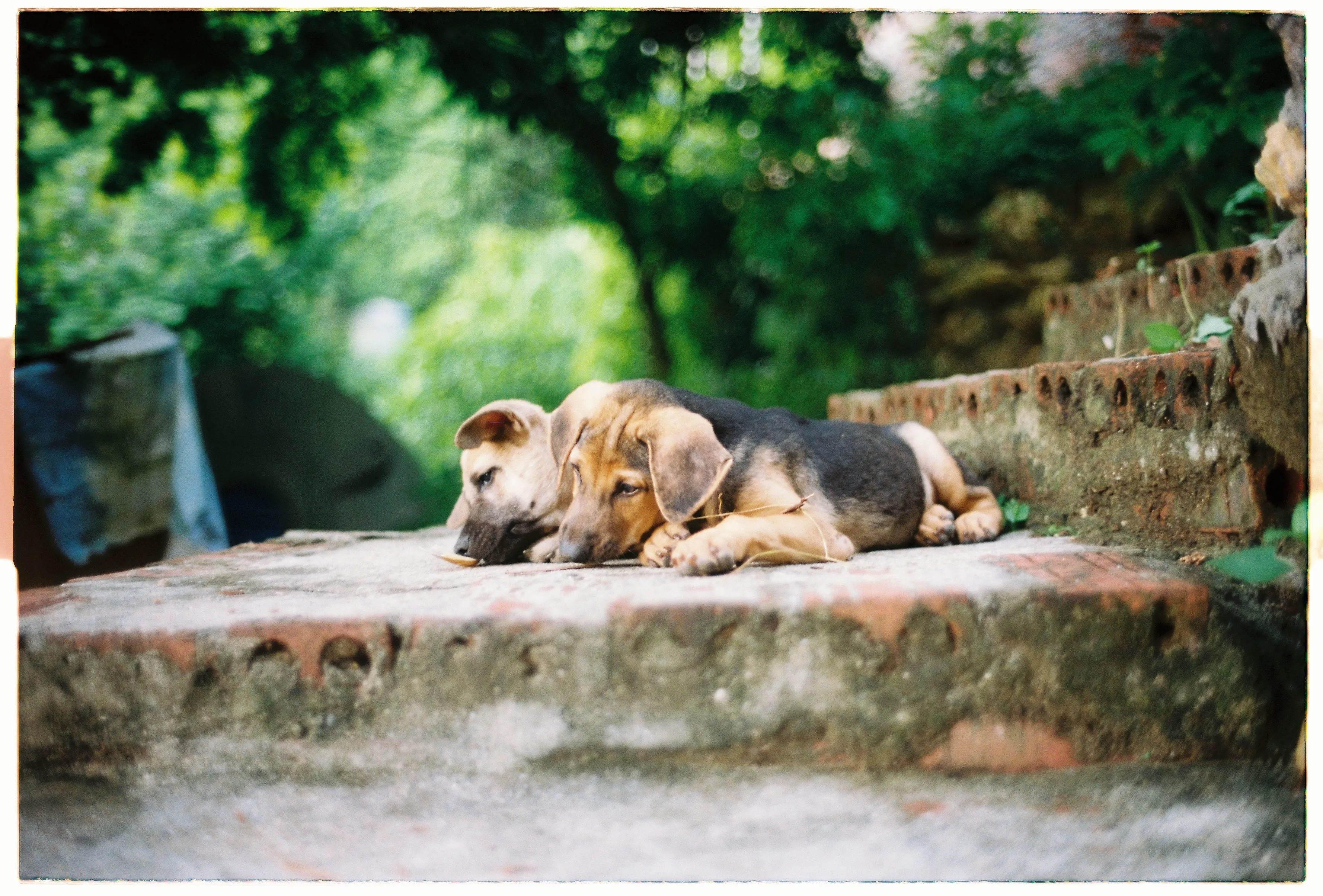 Film photograph from Vietnam, titled "private islandpdogs".